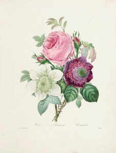 Rózsa, kökörcsin és klematisz, Victor metszetében, a "Legszebb virágok és legszebb gyümölcsök válogatásából", 1827-33